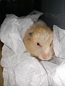 hamster 2013x2 img0108