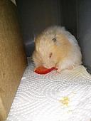 hamster 2013x2 img0116