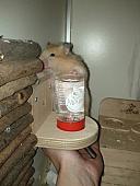 sonstiges hamster5 img0565