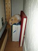 sonstiges hamster5 img0578