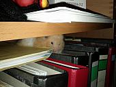 sonstiges hamster5 img0600