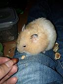 sonstiges hamster5 img0605