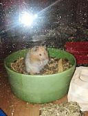 sonstiges hamster5 img0618