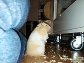 sonstiges hamster5 img0622