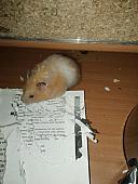 sonstiges hamster5 img0633