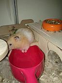 sonstiges hamster5 img0634