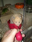 sonstiges hamster5 img0635