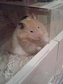 sonstiges hamster5 img0636