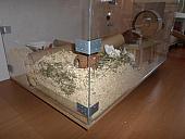 hamster 2013 img0156